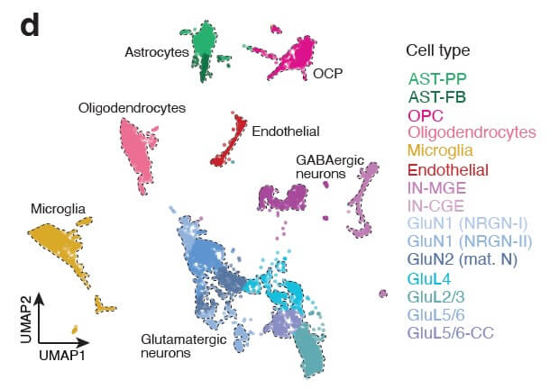 UMAP(1)